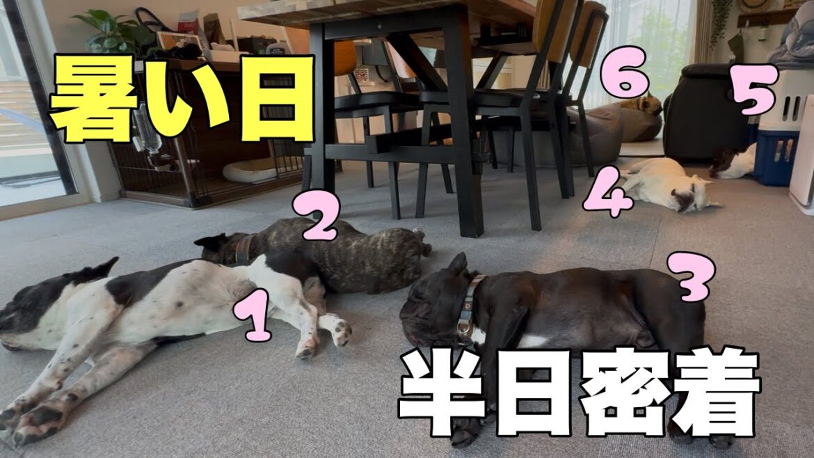 暑くてたまらんワン💦フレンチブルドッグ♂6頭に密着してみた～午前の部～