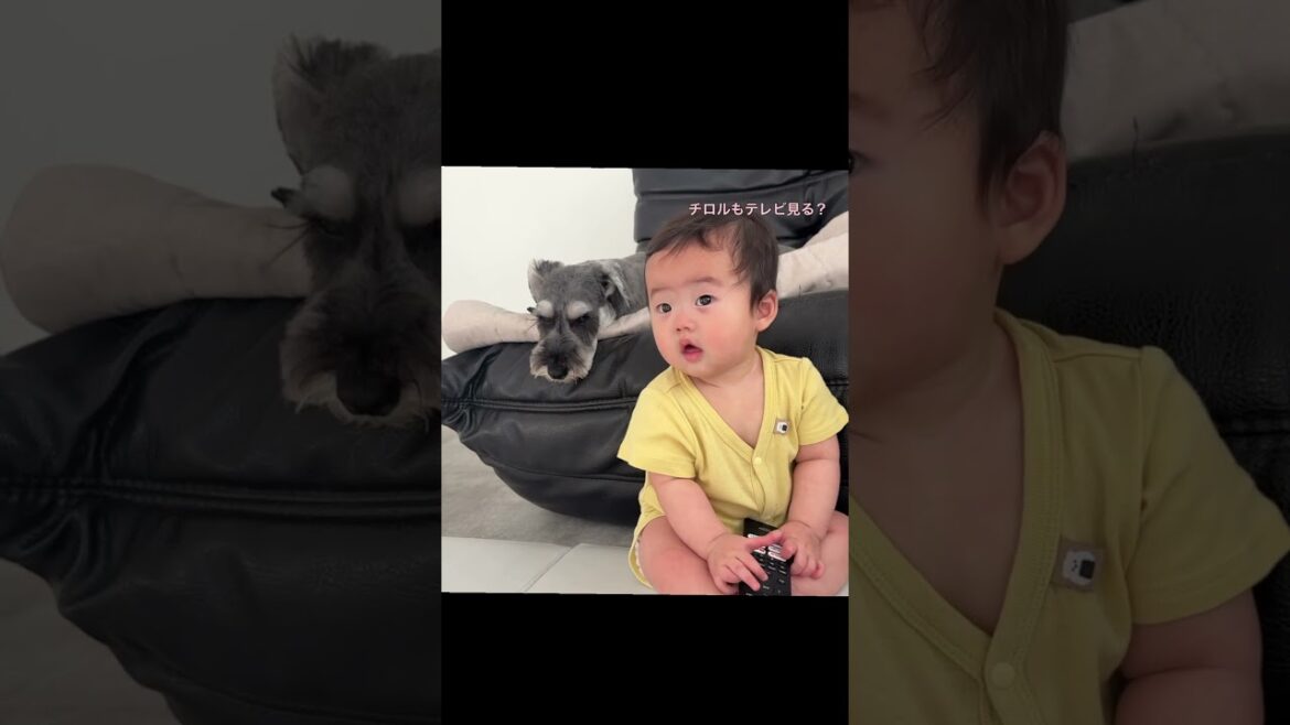 ミニシュナと赤ちゃんの日常#ミニチュアシュナウザー #赤ちゃんのいる生活 #miniatureschnauzer #癒し