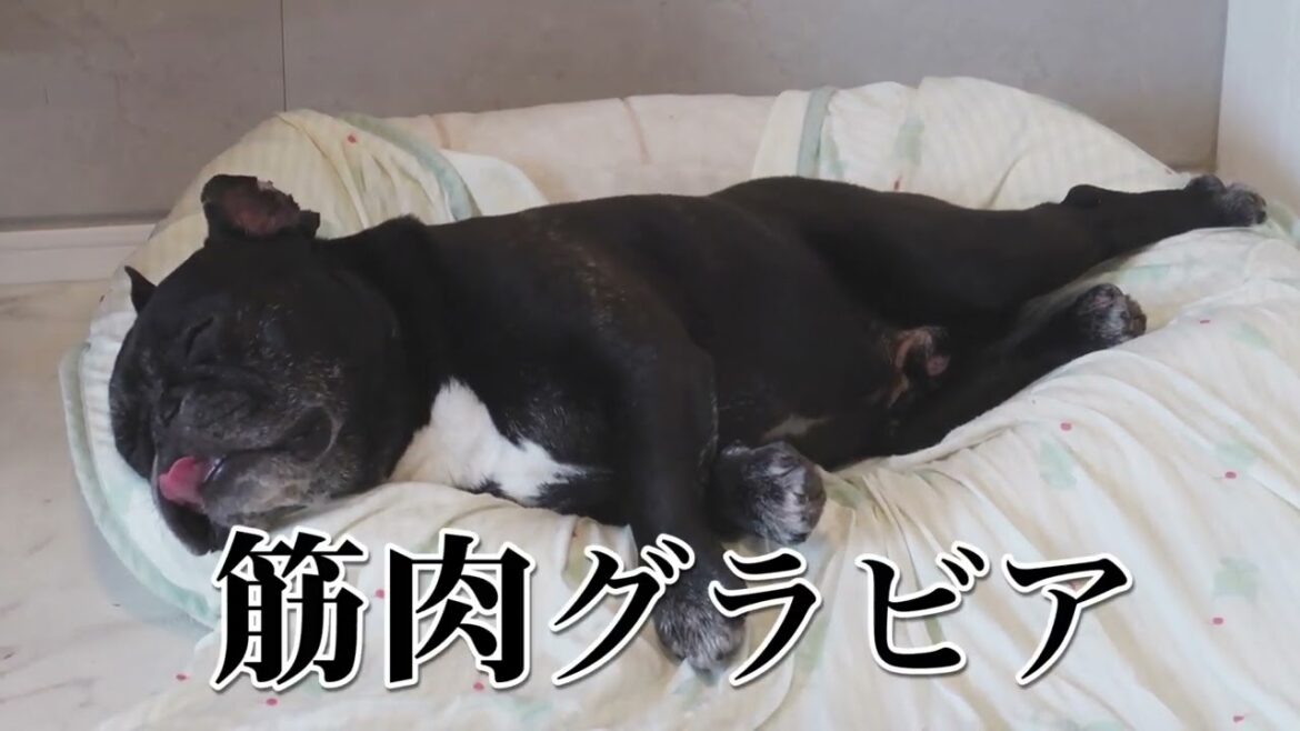セクシーなポーズで寝るフレンチブルドッグ