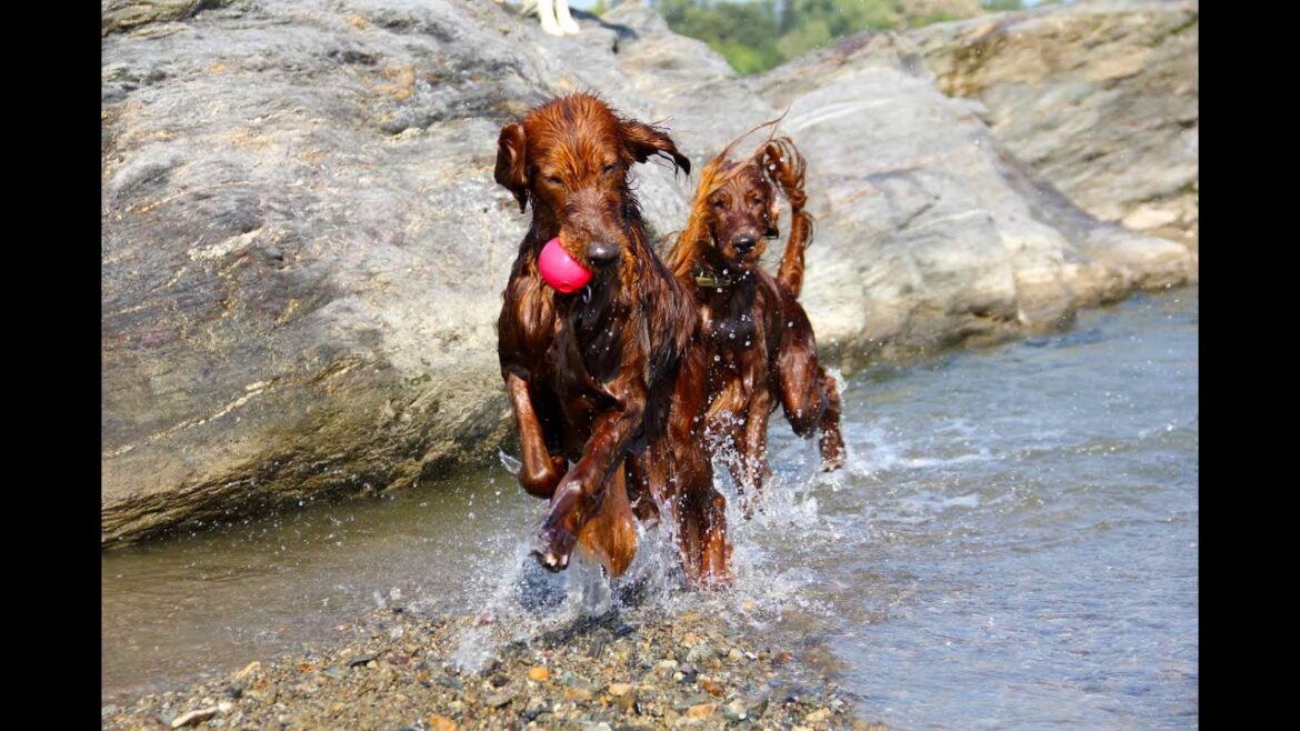 【大型犬の川遊び】秋の川遊び！アイリッシュセター＆ボーダーコリー Irish Setter who run around the river