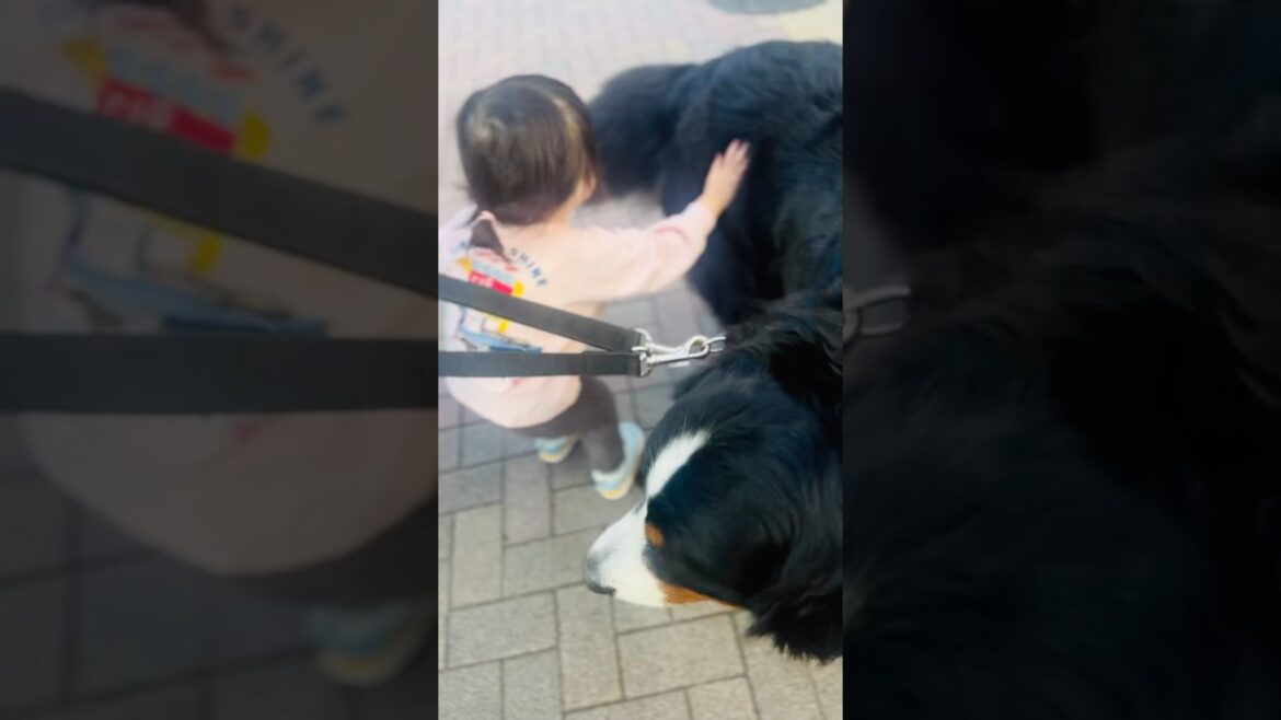 かわいい触れ合い❣️2歳の女の子にナデナデされるバーニーズ🐾