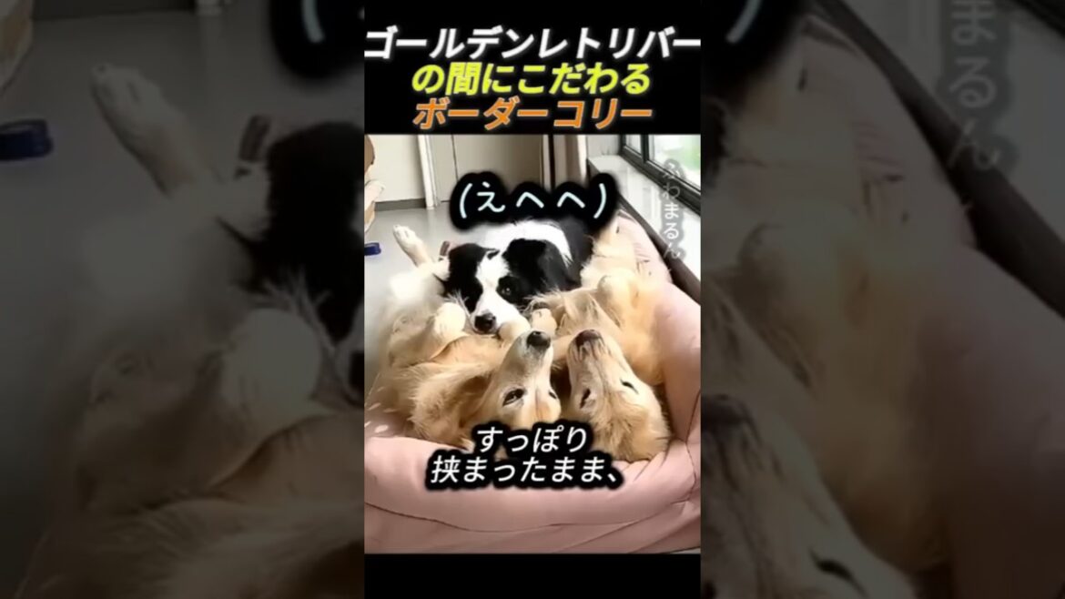 ゴールデンレトリバーの間にこだわるボーダーコリー      #動物 #仲良し犬 #ペット #レトリバー