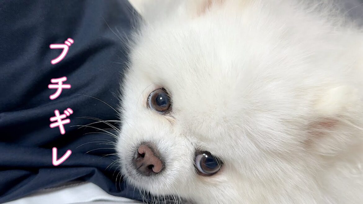 隠しごとをする飼い主にキレてしまったポメラニアン
