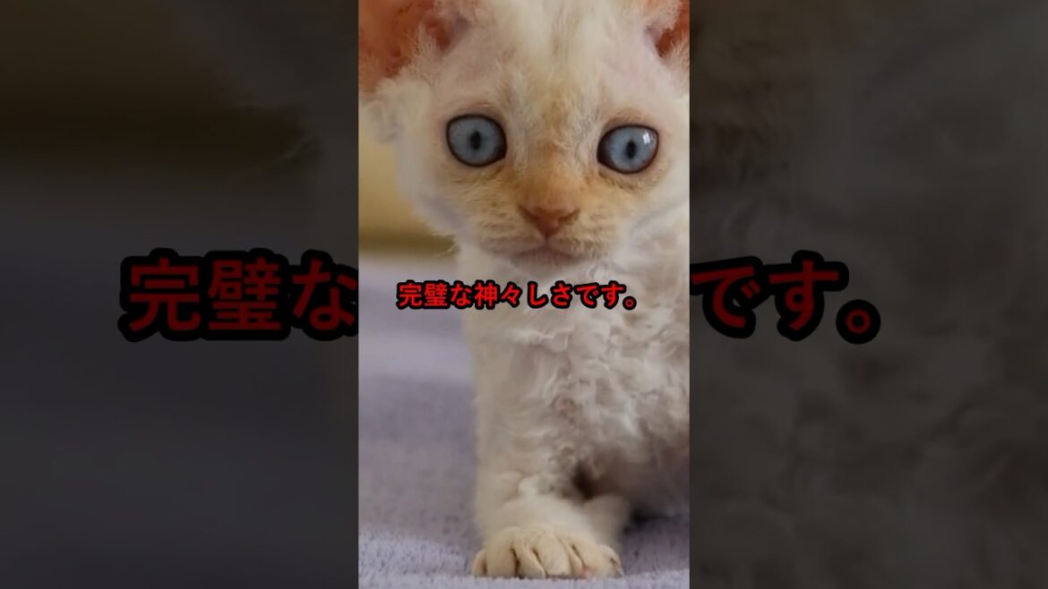 デボン・レックスがバカすぎる