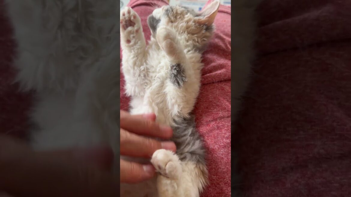 セルカークレックス子猫　2024.2.28産まれ 　ダイリュートキャリコ　パステル三毛　洋三毛猫　　女の子　Selkirk Rex　シーダキャット猫のお店