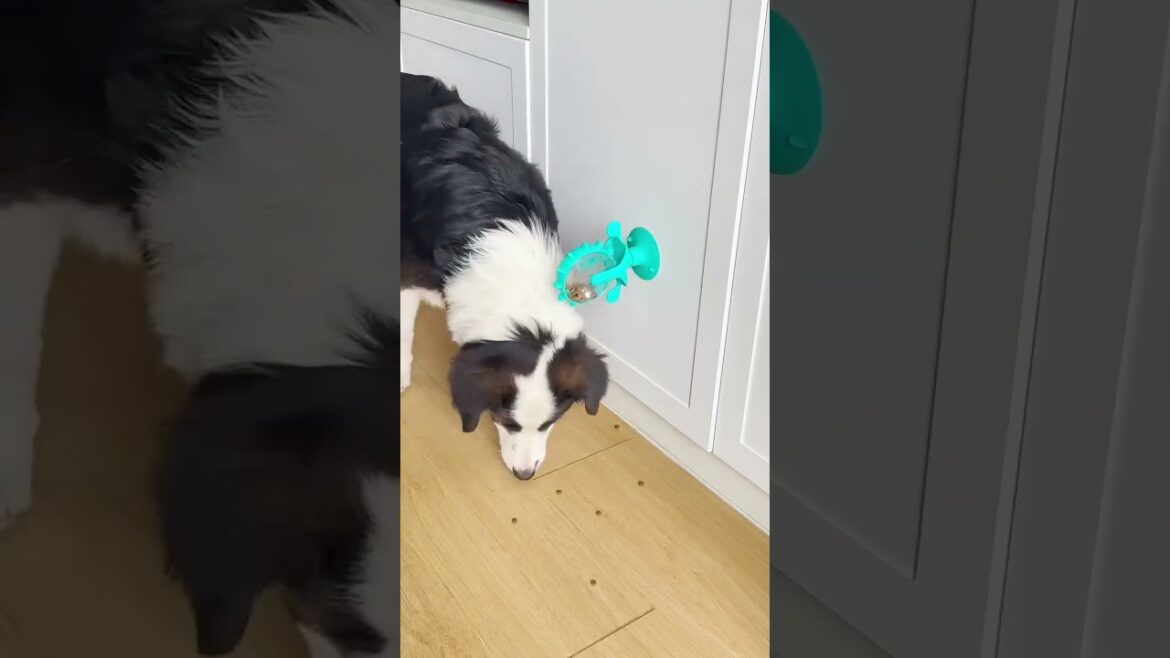 Spin. Treat. Repeat! 🐾YATOSEEN keeps pets fed & busy!🍖 Amazon in bio #PetToy #SlowFeeder
