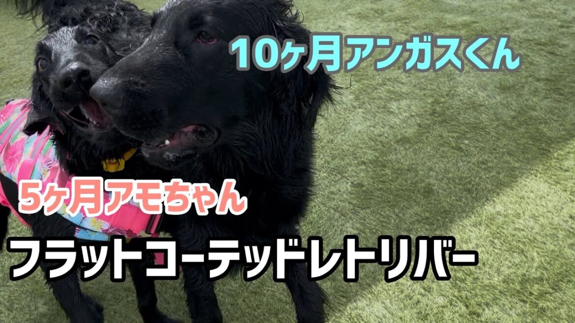 フラットコーテッドレトリバー10ヶ月のアンガス君と5ヶ月のアモちゃん
