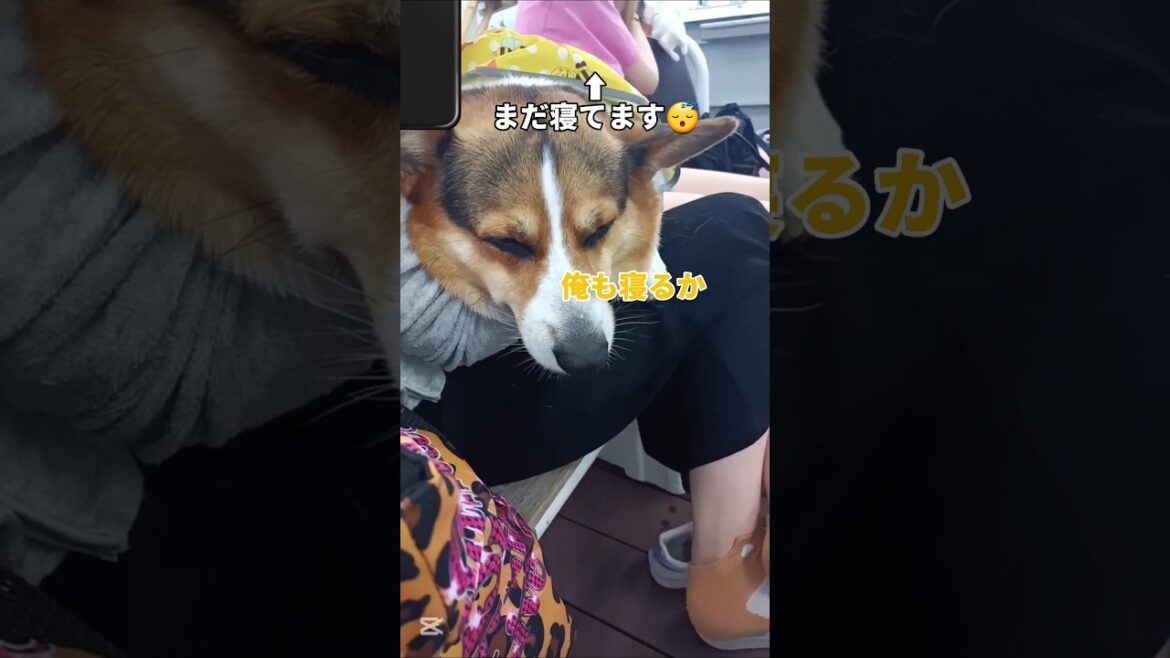 意思疎通な２人#コーギー#コーギー犬#コーギーのいる暮らし #corgi#corgilife#shorts