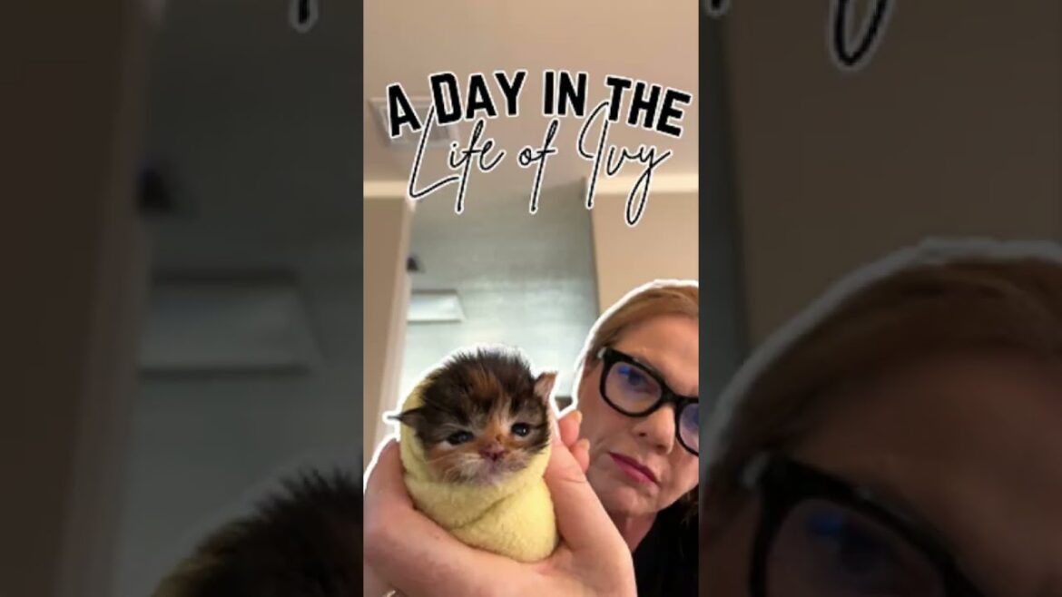 A Day in the Life of Ivy our Newborn MaineCoon Kitten