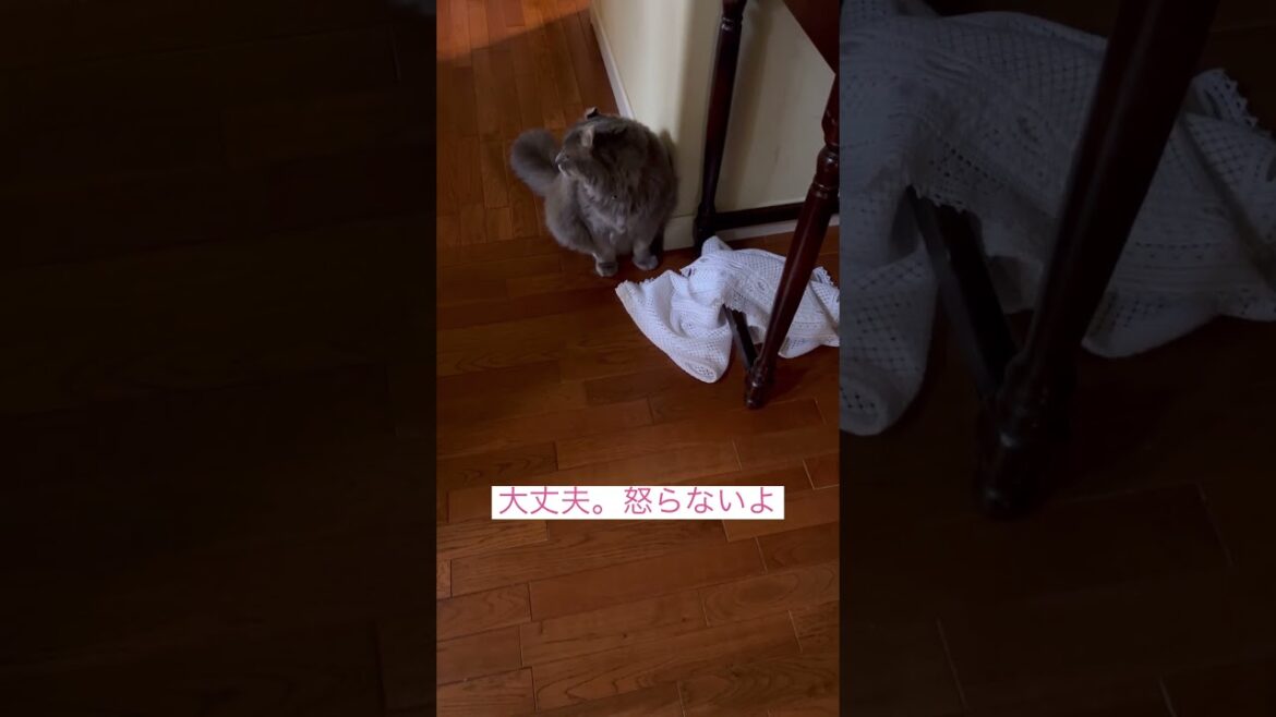 謝罪します #ねこ動画 #アメリカンカール #catvideos