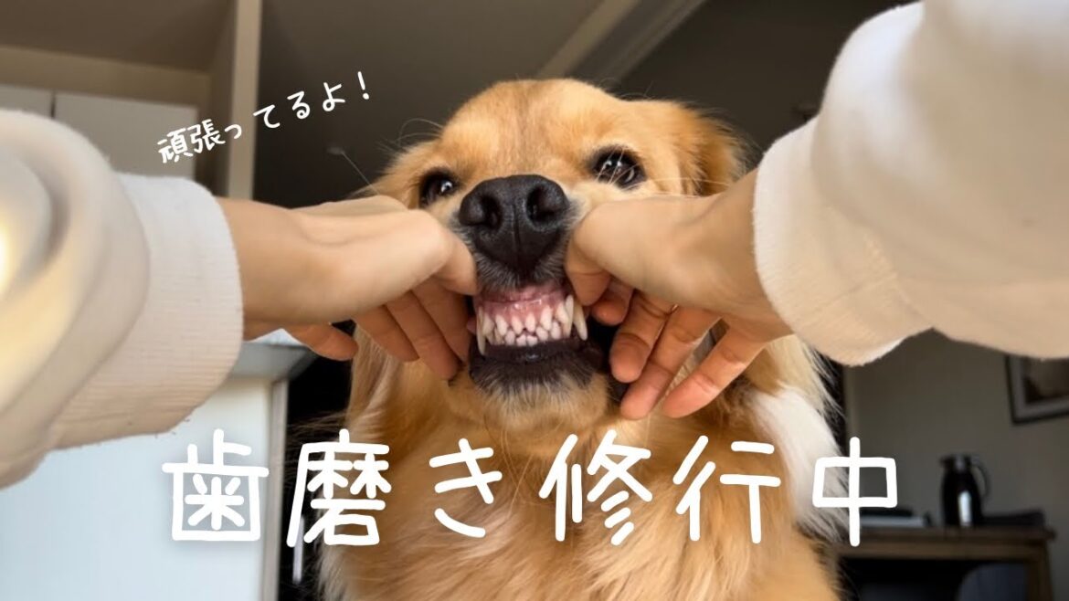【歯磨き】愛犬の歯磨き慣らし方、グッズ、噛むおもちゃとデンタルトリーツまでご紹介🐾【犬のお手入れ】【ゴールデンレトリーバー】
