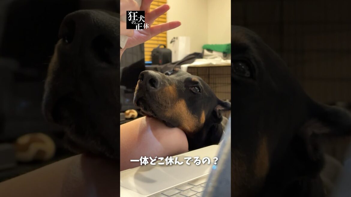 構ってほしいドーベルマン