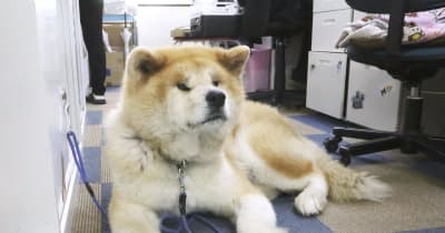 間近で会える秋田犬施設、バズり中 もふもふ人気、訪日客増加も追い風 | 共同通信 間近で会える秋田犬施設、バズり中 もふもふ人気、訪日客増加も追い風 | 共同通信