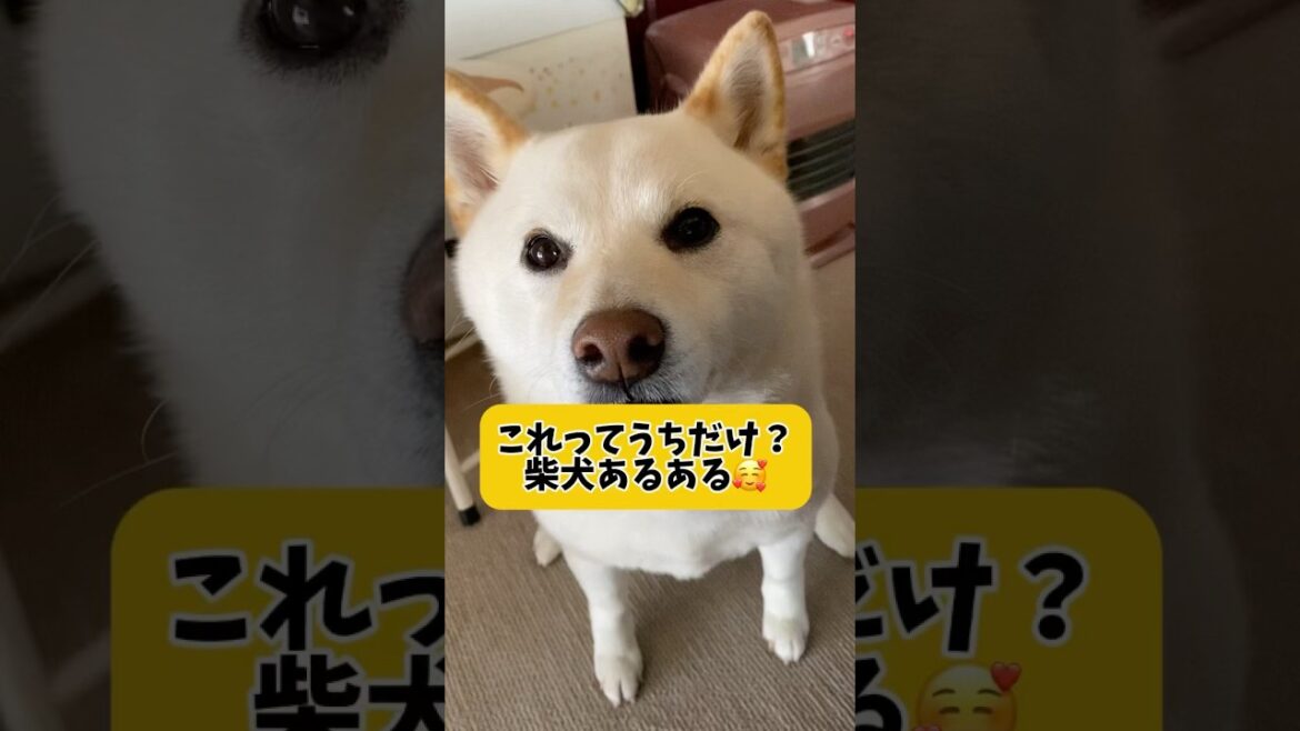 みんなのあるあるもコメント欄で教えて下さい🥰これってうちだけ？柴犬あるある　#shorts #柴犬 #犬 #dog