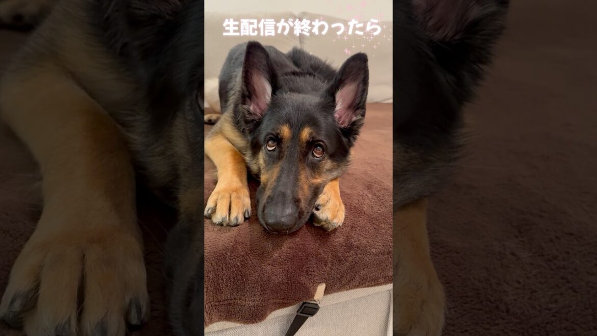 【かわいい🩷シェパード】生配信が終わると眠くなるらしい😅 #ジャーマンシェパード #可愛い #大型犬のいる生活 #gsd