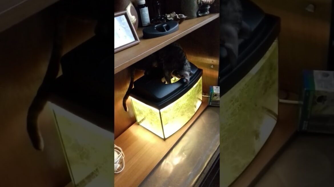 Cornish Rex Cats Being Absolutely Hilarious!