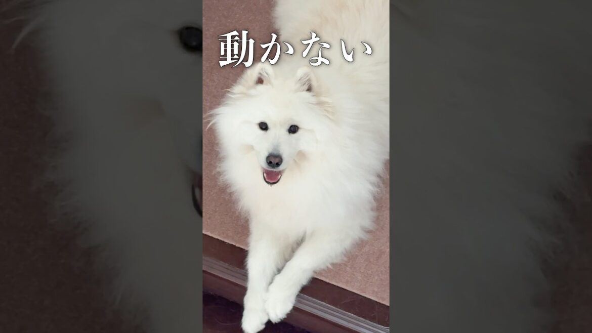 階段で寝転がるサモエドが呑気でかわいい　#samoyed #サモエド