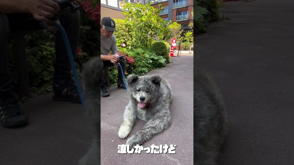 秋田犬長毛カイ軽井沢で声かけてもらった