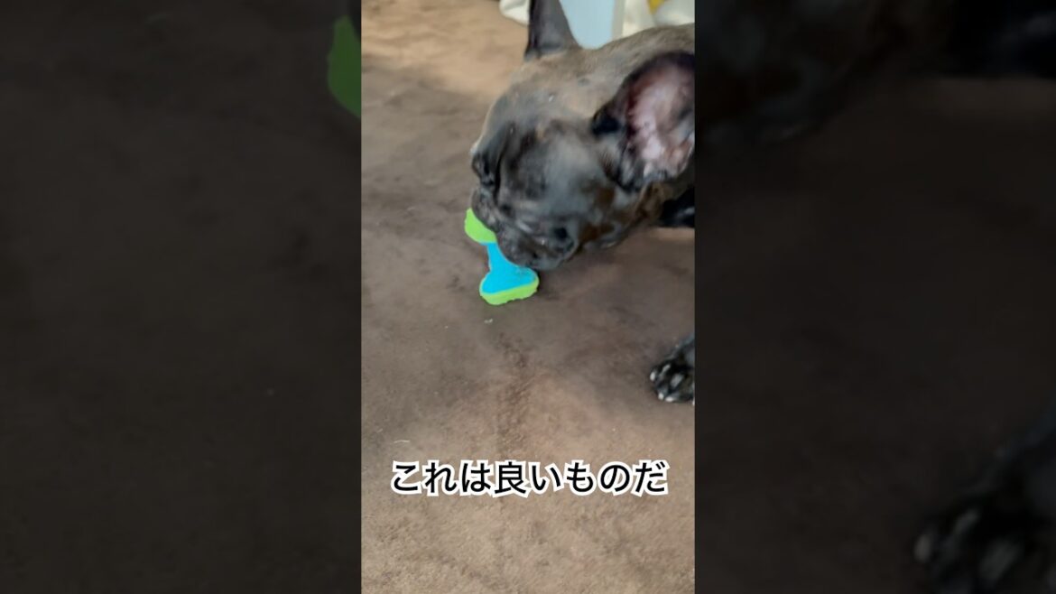 お気に入りのおもちゃで遊ぶフレンチブルドッグ🐶#frenchbulldog #frenchbulldoglife #frenchie #shorts