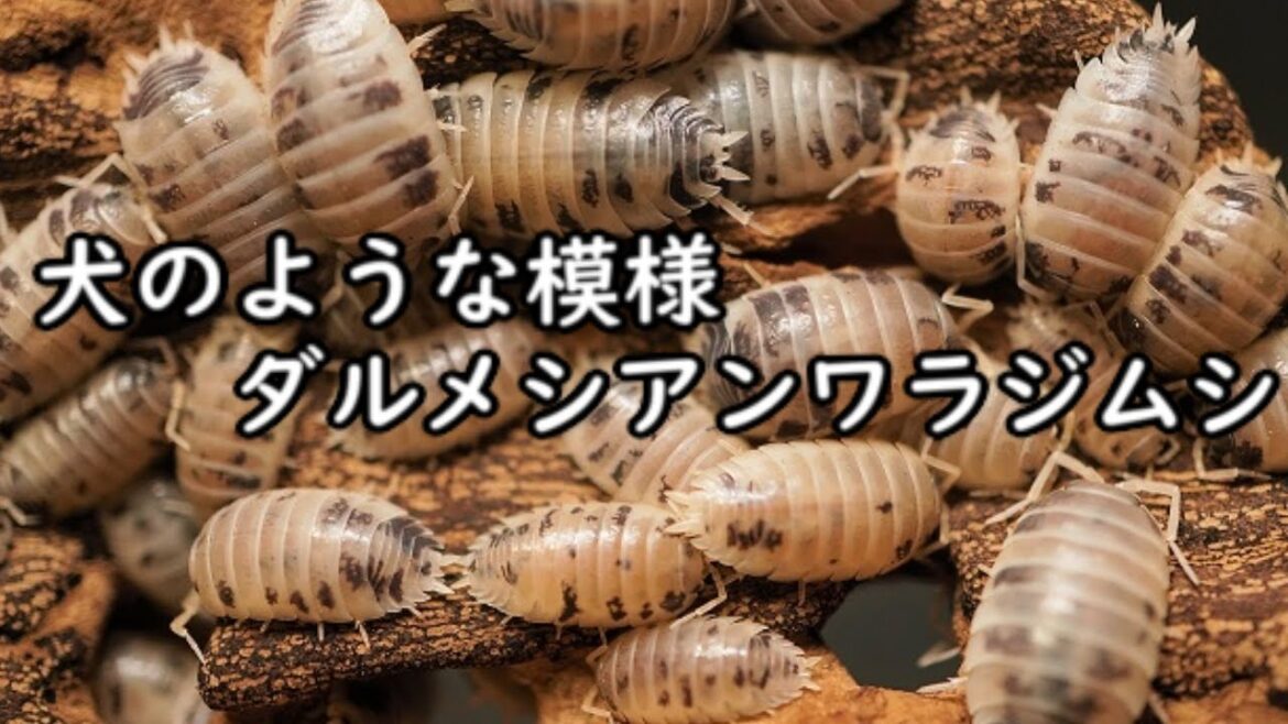 犬のような模様のワラジムシ！？ダルメシアンワラジの飼育法！ Porcellio laevis dalmatian