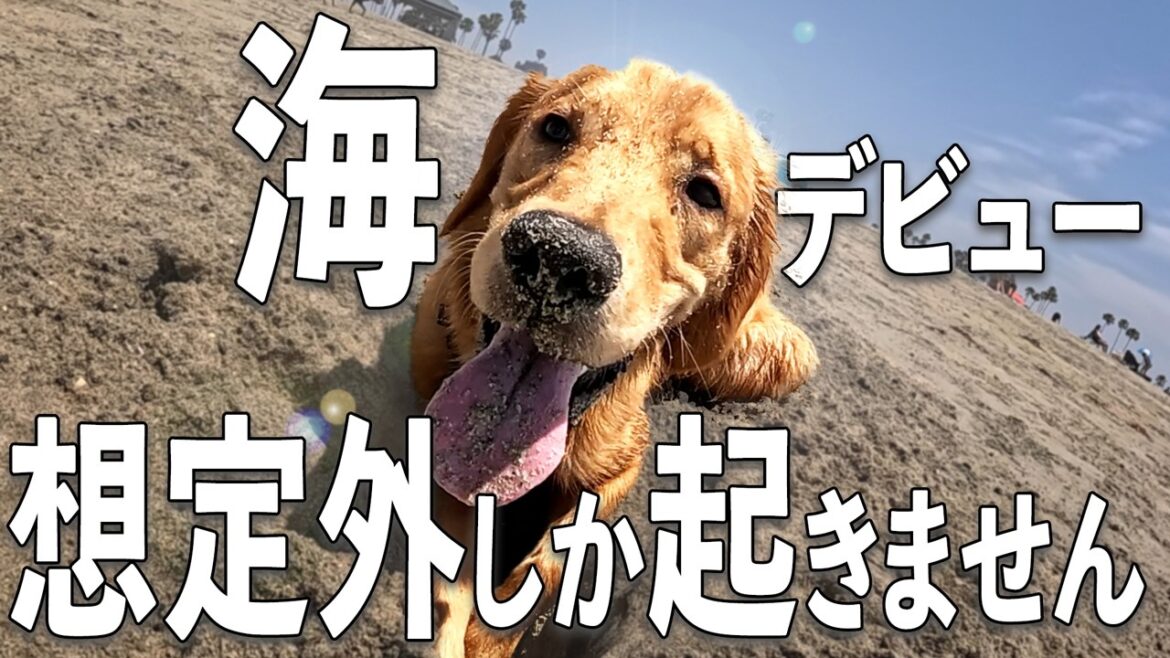 【予測不能】ゴールデンレトリバーが大パニック!? 海辺のドッグランで起きた5つの想定外アクシデント 【予測不能】ゴールデンレトリバーが大パニック!? 海辺のドッグランで起きた5つの想定外アクシデント