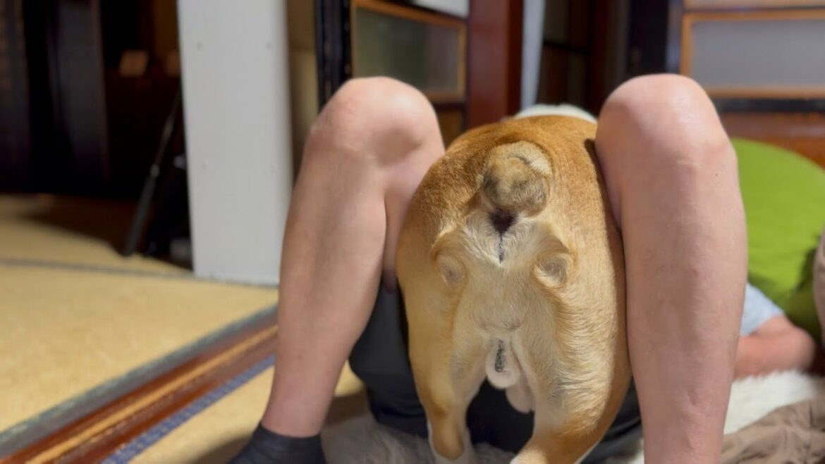 いつもまんまと捕まってしまうブルドッグまめ