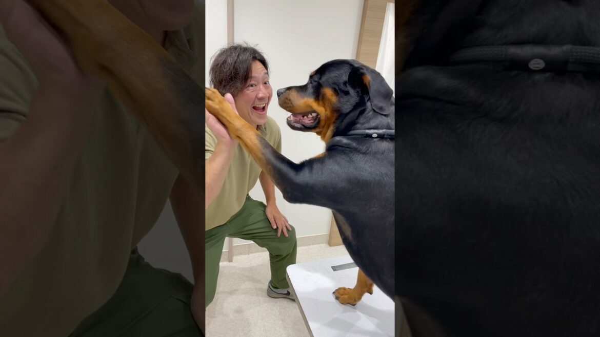 病院行くとテンション上がるロットワイラー