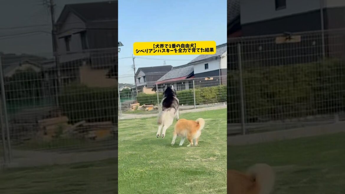 【犬界一の自由犬】ハスキーを全力で育てた結果が可愛すぎました#シベリアンハスキー#shorts #shortvideo