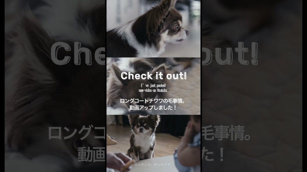 ロングコートチワワ・ウルちゃんの毛事情に迫る、“抜け毛地獄”と、誰にも知られず毛がどんどん短くなっていく“ミステリー”の真相をお届けします。是非本編をご覧下さい🐶 #チワワ #抜け毛#換毛期