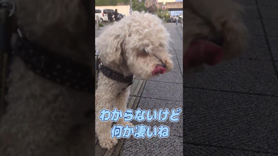 虹がキレイ!『ワンワンワンワン物語』より#shorts  #トイプードル #犬好き #犬のいる生活 #dogfriendly #dogshorts #rainbow #cutedog #愛犬 虹がキレイ!『ワンワンワンワン物語』より#shorts  #トイプードル #犬好き #犬のいる生活 #dogfriendly #dogshorts #rainbow #cutedog #愛犬