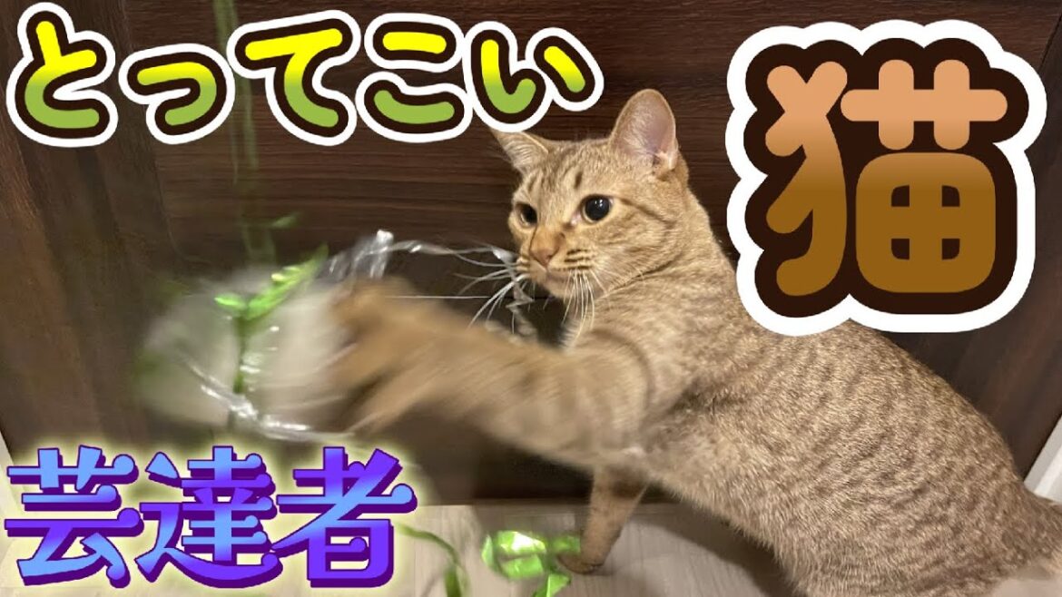 【オシキャット】猫に「とってこい」を覚えてもらった【猫芸】