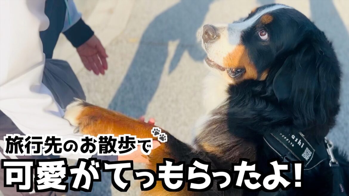 旅先の優しさにホッコリ❤️ついゴロゴロしちゃうバーニーズ🐾