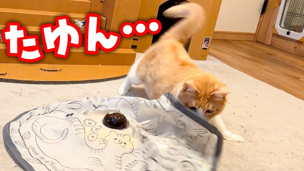 ありあまる贅肉を揺らしながら子猫のように遊ぶロビンさんなのであった。