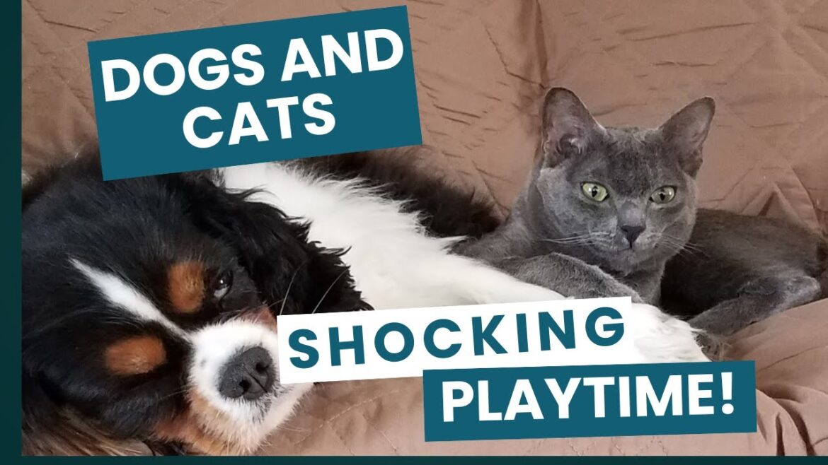 Shocking Pet Action! Retro SHOU pt2 - Dogs and Cats, Playing Together!