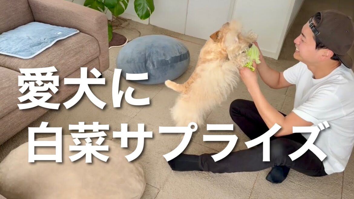 愛犬に高速回転「白菜サプライズ」をしてみた! 愛犬に高速回転「白菜サプライズ」をしてみた!