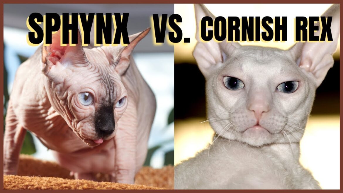 Sphynx Cat VS. Cornish Rex Cat Sphynx Cat VS. Cornish Rex Cat