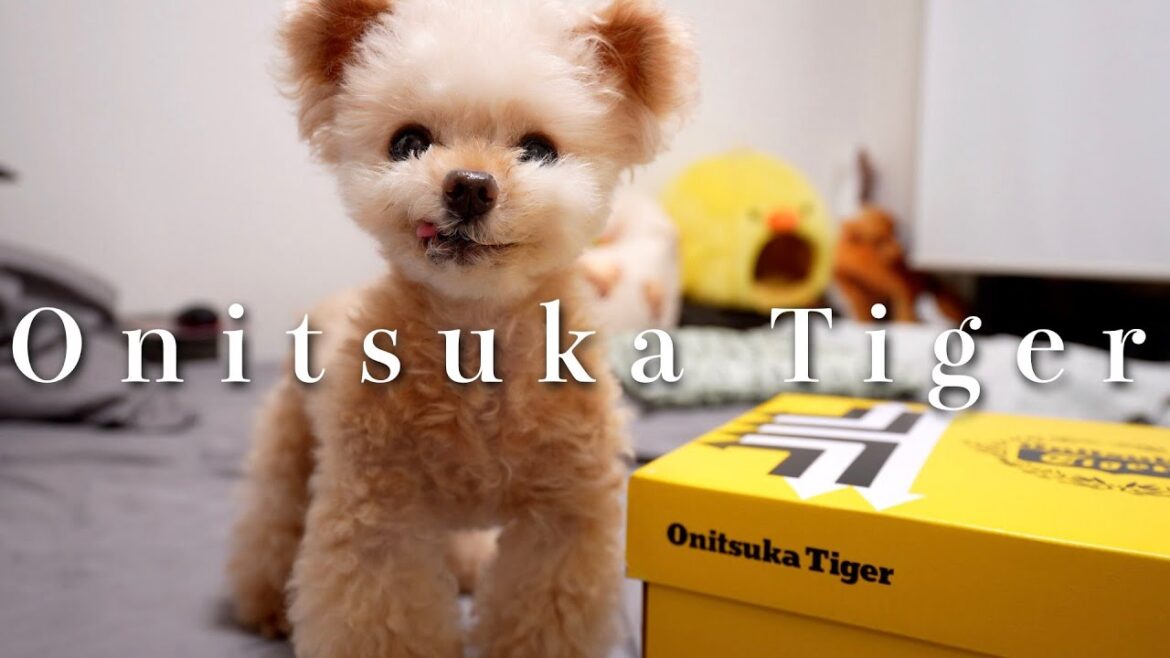 飼い主が久々に買い足したお散歩靴は！？【トイプードル】