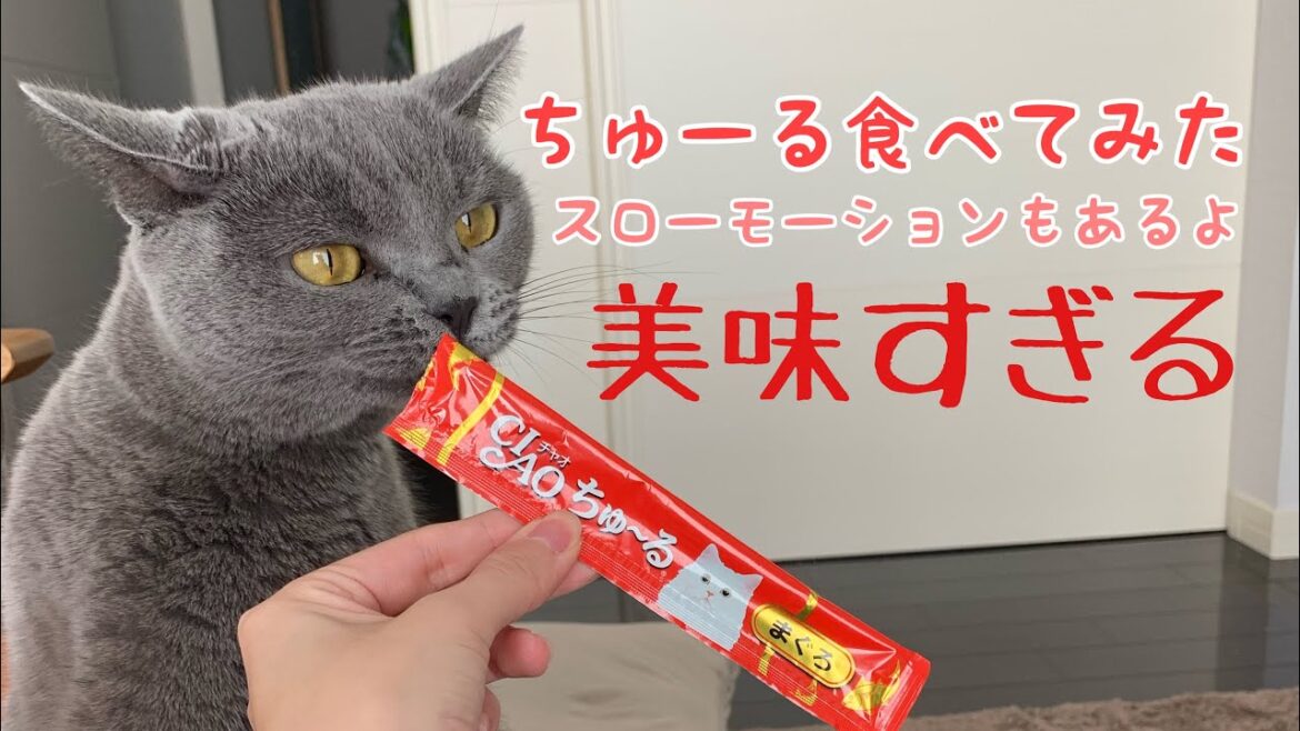 【シャルトリュー】ちゅーる食べてみた【Chartreux cat】