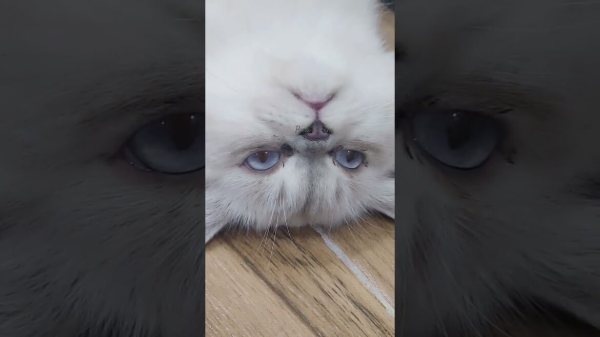 SACH HO TUM😍☺☺☺ #lyrics #music #opm #cat #lifeisbutadream #cuteanimals #songlyrics #kitten #song