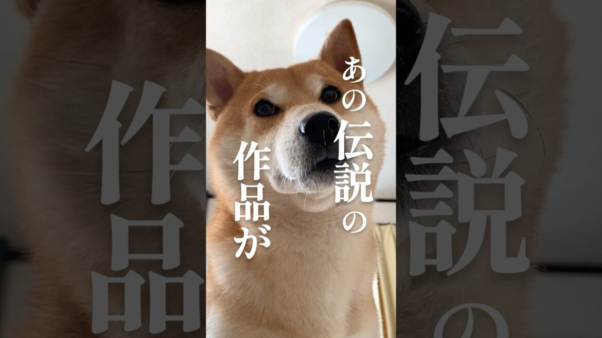 全世界が泣いた柴犬こむぎ不朽の名作 #犬 #柴犬こむぎ　＃映画