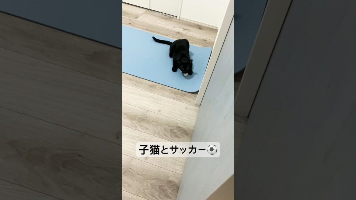 子猫とサッカー⚽　#黒猫 #ボンベイ #cat #bombay #好きな子猫 #猫のいる暮らし #猫のいる生活 #ねこ #猫好きさんと繋がりたい #猫 #ねこ動画