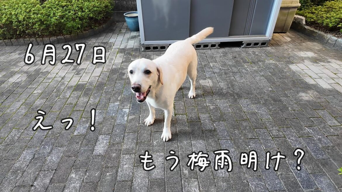 【えっ!もう梅雨明け?】ラブラドールレトリーバーの梅雨明け🐾 【えっ!もう梅雨明け?】ラブラドールレトリーバーの梅雨明け🐾