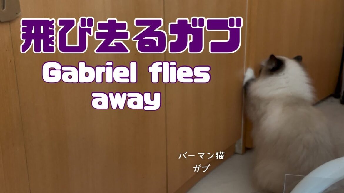 バーマン猫ガブとラフ【飛び去るガブ】Gabriel flies away（バーマン猫）Birman/Cat