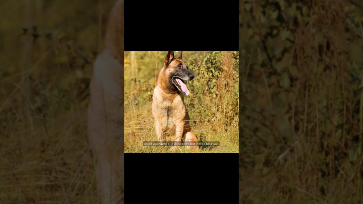 STOP Training Your Malinois Like a Beagle #dogtraining #beaglecrew #malinois