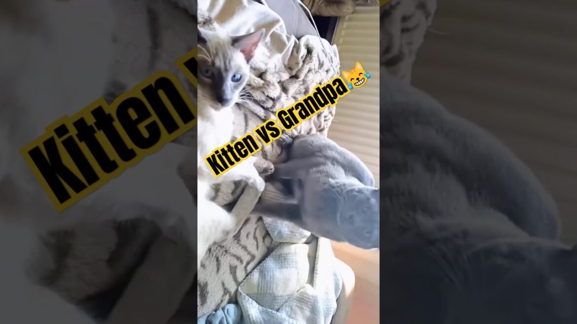 😼Kitten vs Elderly Cat Play Fight: Siamese & Korat Gentle Battle😻 Part 2 #shorts