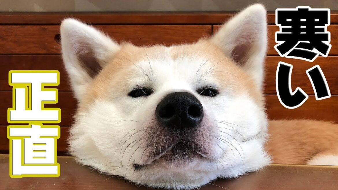 秋田犬ジャーマンシェパード犬の週末のんびり風景