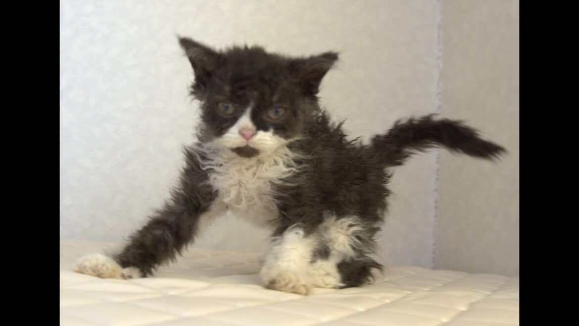 セルカークレックス子猫 Selkirk Rex 2025.4.12産まれ ブラック&ホワイト 巻き毛 女の子 シーダキャット猫のお店 セルカークレックス子猫 Selkirk Rex 2025.4.12産まれ ブラック&ホワイト 巻き毛 女の子 シーダキャット猫のお店