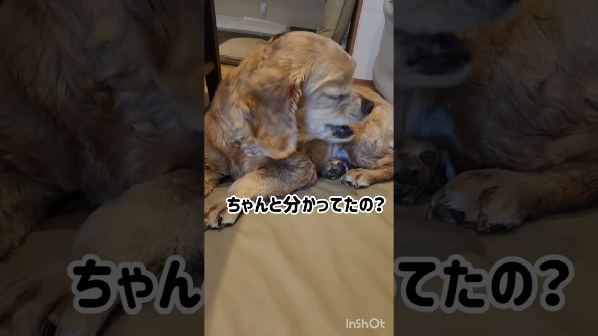 過保護な飼い主 #shorts #アメリカンコッカースパニエル #アメコカ