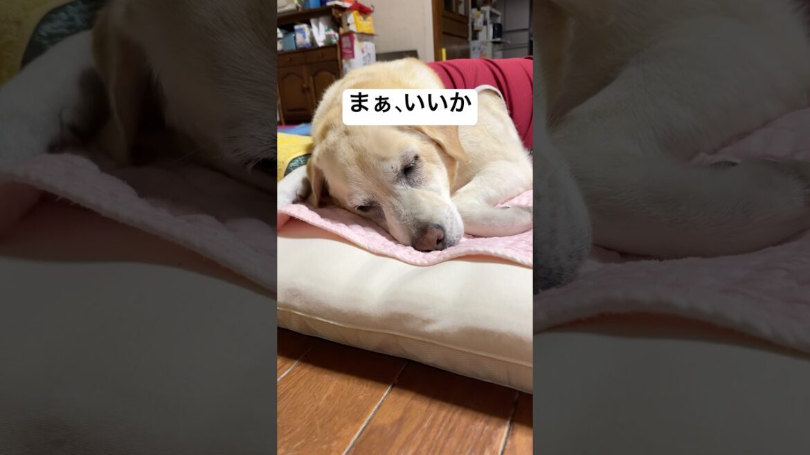 お布団間違えてないよね？寝心地のいい布団はわかるのかな💤#labrador #ラブラドール #labradorretriever #癒しわんこ#可愛い犬