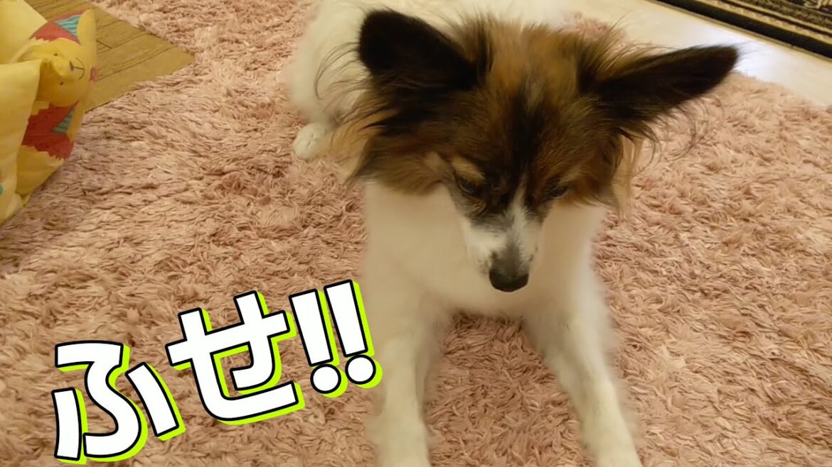 シカ角 犬用硬い玩具購入しましたパピヨン犬メルの日常